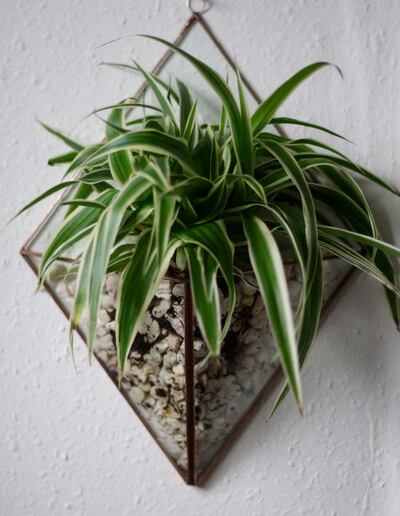 Professional urban gardener and stain glass artist Alison Byrne hosts an introductory workshop on terrarium building using upcycled Roe & Co whiskey bottles, along with a variety of plants