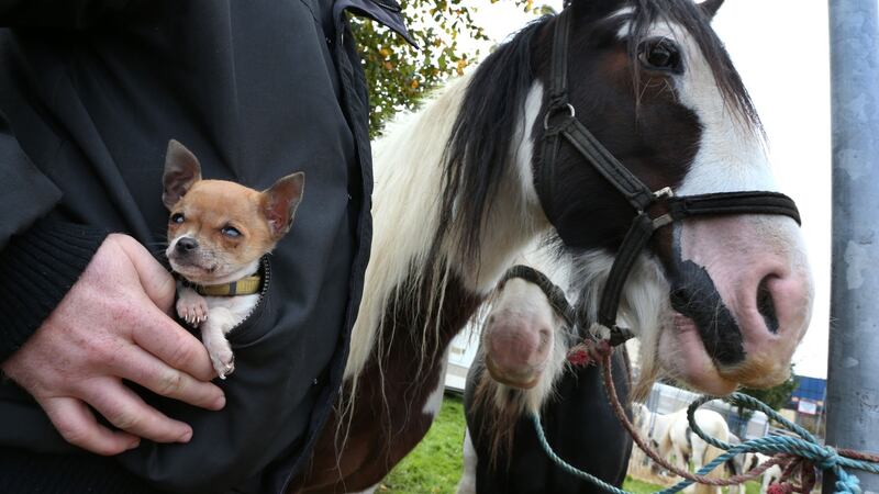 Little and large at the Ballinasloe October Fair. Photograph: Joe O’Shaughnessy.