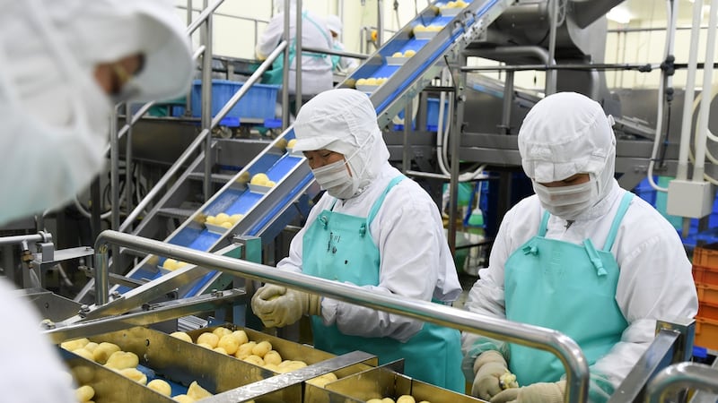 Workers scoop eyes from potatoes at the Yamazaki factory in Asahikawa, on Hokkaido, Japan. Photograph: New York Times