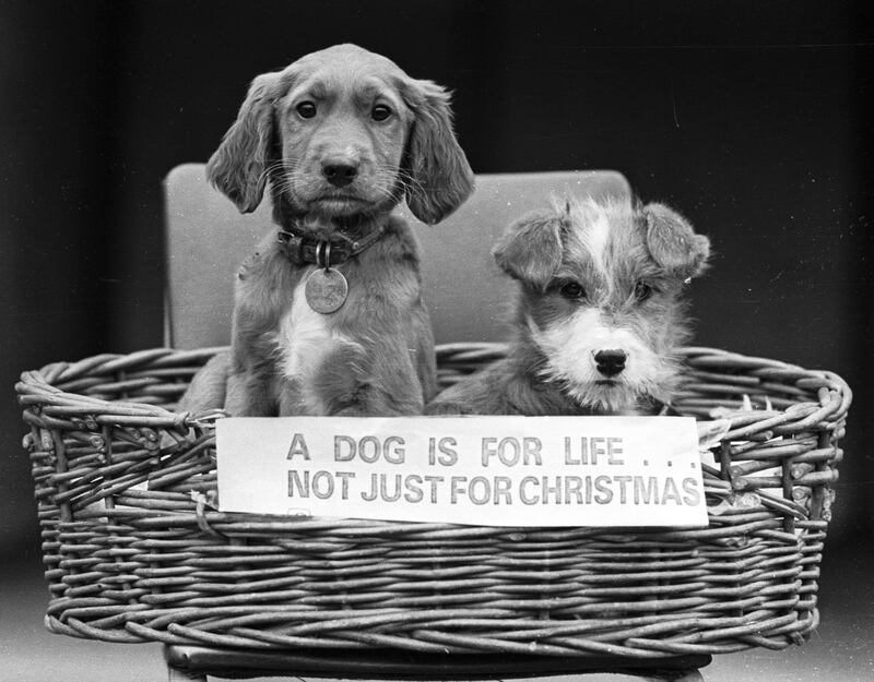 Two stray pups at the Dogs and Cats Home in Dublin in December 1983. Photograph: Peter Thursfield
