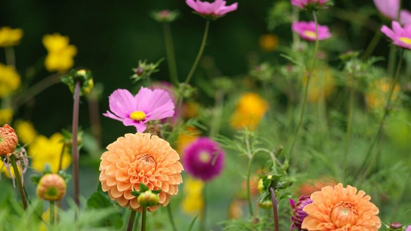 Dahlias and cosmos flowering in Fionnuala's garden. Photo credit Richard Johnston