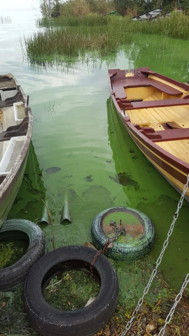 A green algae bloom on the western shore of Lough Sheelin.