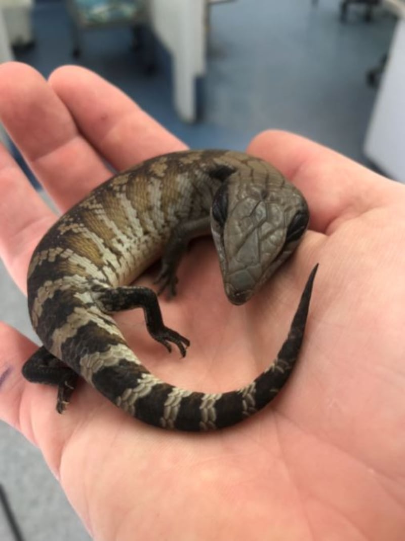 A baby blue tongue lizard.
