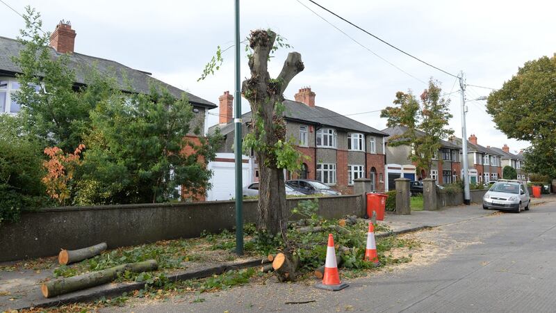 Trees felled on St Canice’s Road, Glasnevin, Dublin, on Wednesday. Photograph: Dara Mac Dónaill/The Irish Times