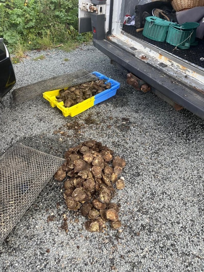 Oysters seized by Inland Fisheries Ireland in Kenmare, Co Kerry, having been suspected of being illegally harvested.