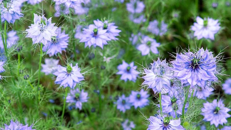 Nigella, or love-in-a-mist. Photograph: iStock