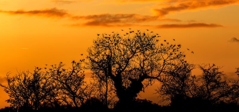 Sunset at Dysart on Lough Ennell, Co Westmeath. Photograph: James Crombie/Inpho