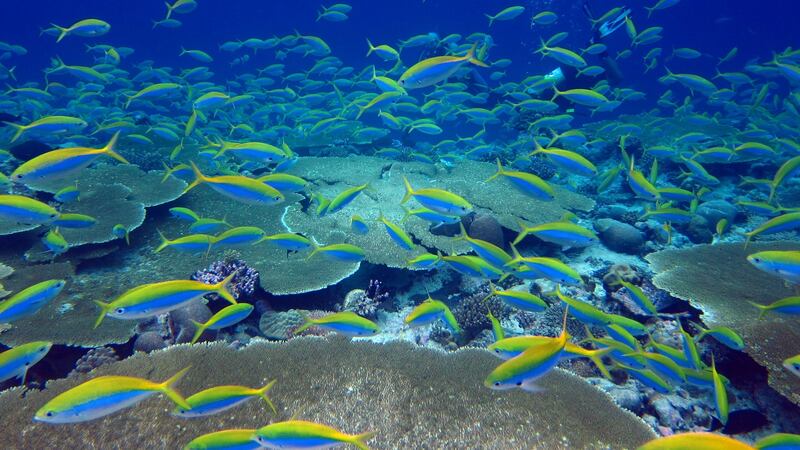 Thriving fish in a healthy coral system. Photograph: Nick Graham