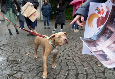 Malachi the XL bully dog at a protest against the ban held outside Leinster House. Photograph: Sam Boal/Collins