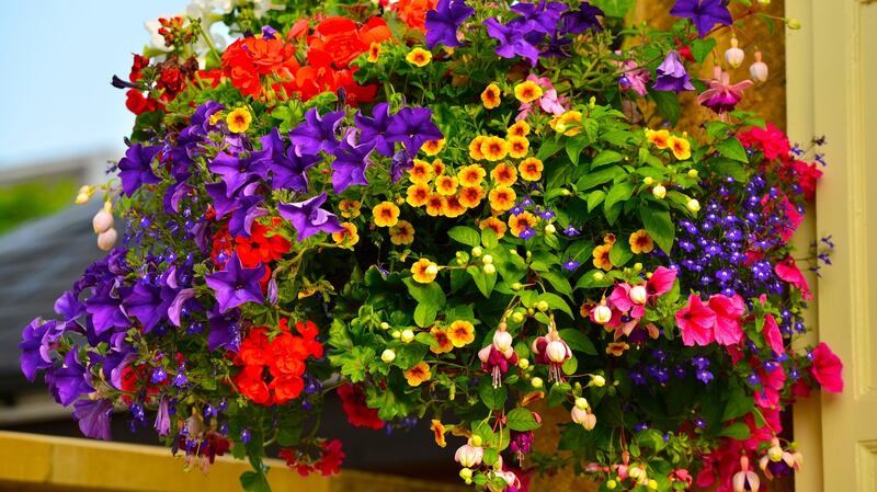 Don’t make the mistake of assuming that summer showers will be enough to water young plants in hanging baskets. Photograph: Getty