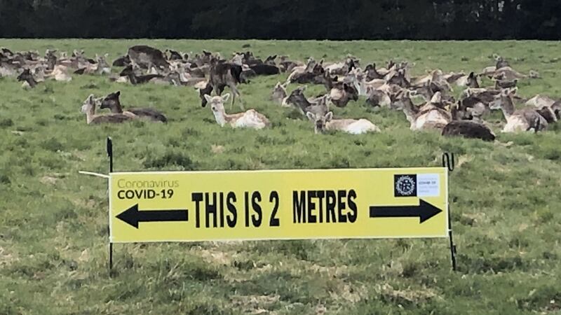 It was in a  calm and empty Phoenix Park I went for a run one night this week.