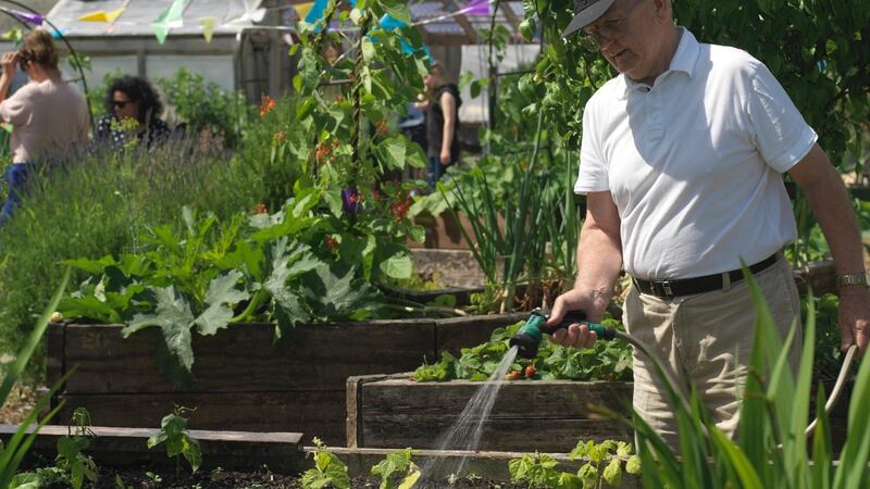 Dermot Byrne waters salad crops growing in one of the many raised beds in Mud Island Community Garden in Dublin