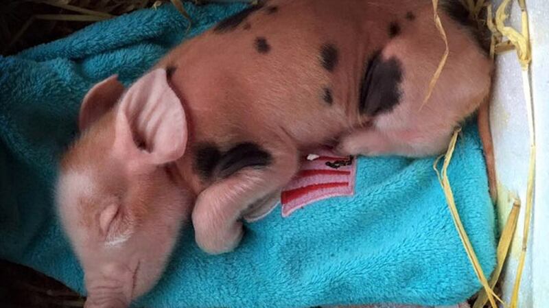 Honky the pig when she was born. Photograph: Margaret Griffin