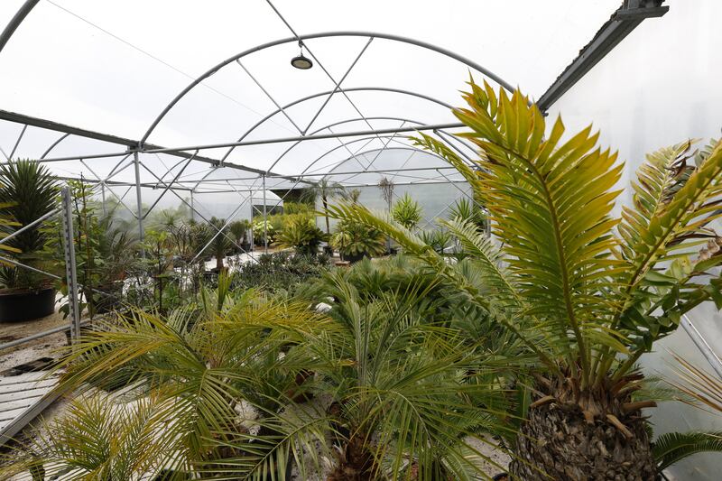 A view of the nursery through the poly tunnel. 