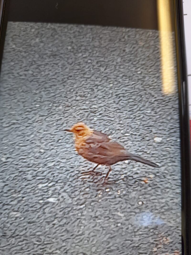 Juvenile blackbird. Photograph supplied by Mary Kennedy