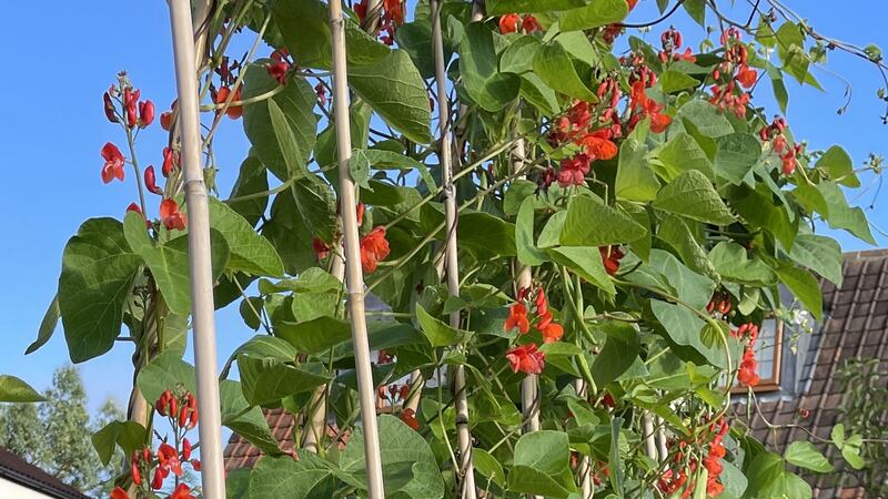 Scarlet  runner bean plants climbing up bamboo supports. These grow fast and like a sunny, sheltered wall or fence.