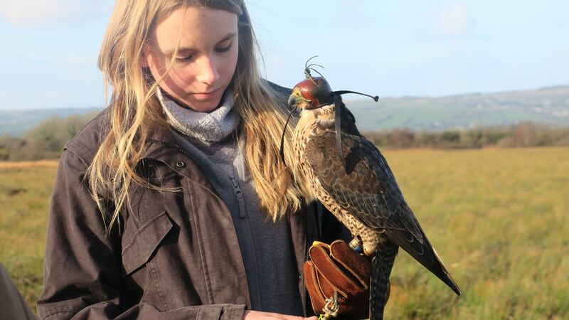Ines Morel with hooded falcon. Photograph: Anya Aseeva