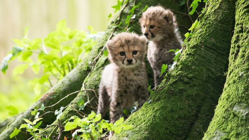 Two of the three new Northern cheetah cubs born at Fota Wildlife Park during the summer. Photograph: Darragh Kane