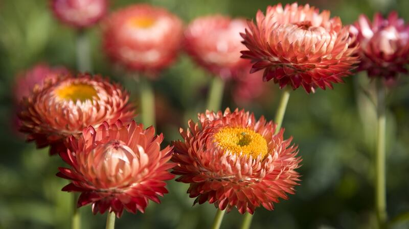 The oh-so—fashionable strawflower  has papery flowers  in fruity shades.  Photograph: iStock