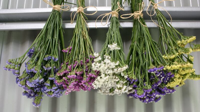Examples of other ornamental garden species especially suitable for drying include the annual statice. Photograph: iStock