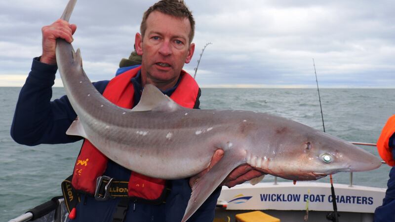 Des Chew with his magnificent spur dogfish of 19lb 8oz caught in Wicklow