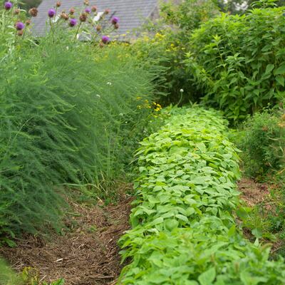 Dunmore’s French beans are sown in clusters of 10-12, then covered with a mulch after germination and protected with a woven crop cover for extra heat. Photogaph: Richard Johnston