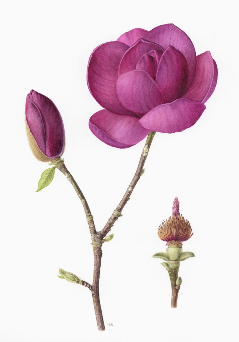 Magnolia 'Black Tulip, a watercolour by Holly Somerville