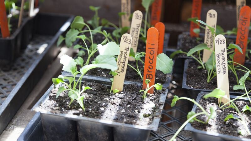 Broccoli can be grown indoors. Photograph: iStock