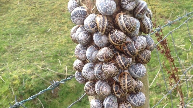 Snails on a post in Donegal