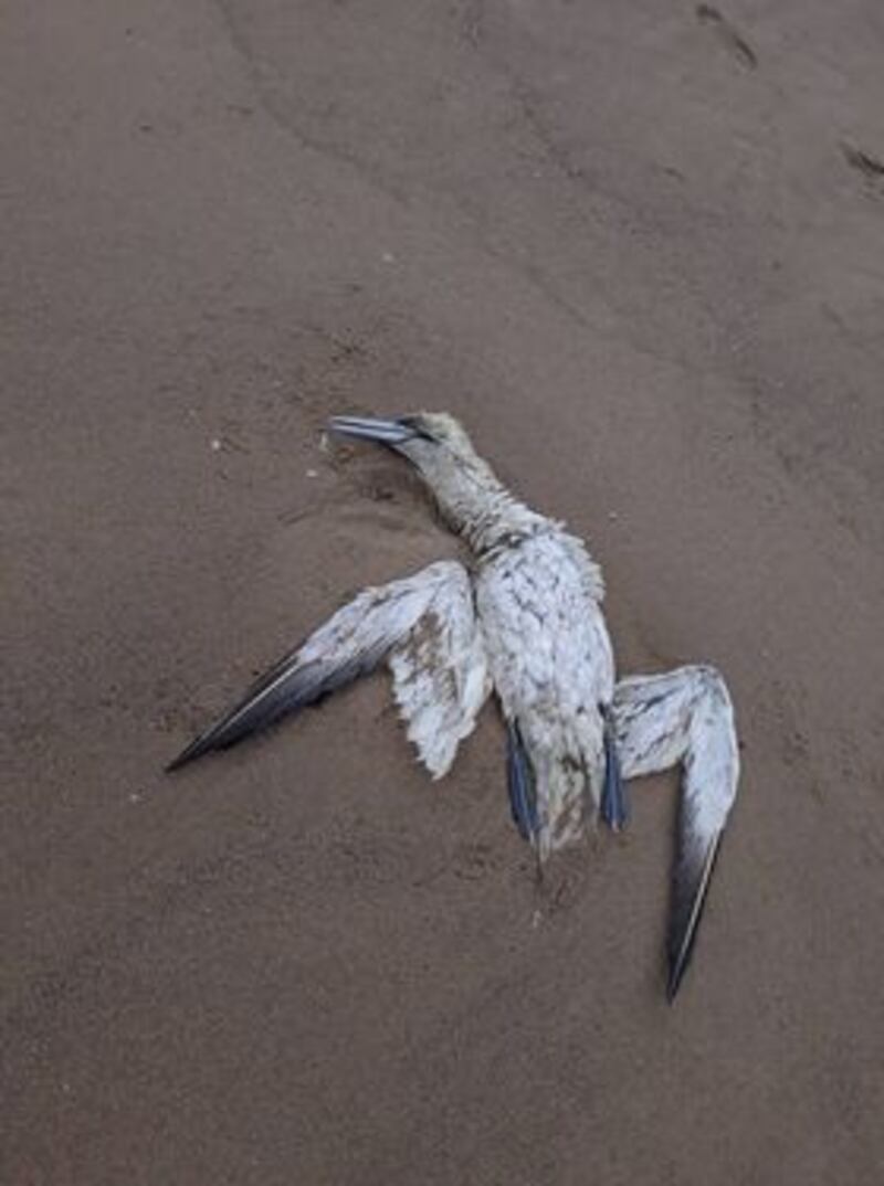 A dead gannet in Cahore, Co Wexford. Photograph: Catherine McCord/BirdWatch Ireland