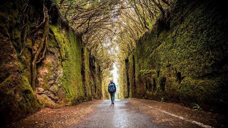 Unknown to me before my arrival, the isolation of these Canary Islands has allowed them to evolve not just predator-free but for more than 140 endemic flora to flourish