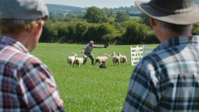 A watching brief as Michael Glynn from Cong, Co Mayo, competes with his dogs Deen and Mo. Photograph: The Irish Times