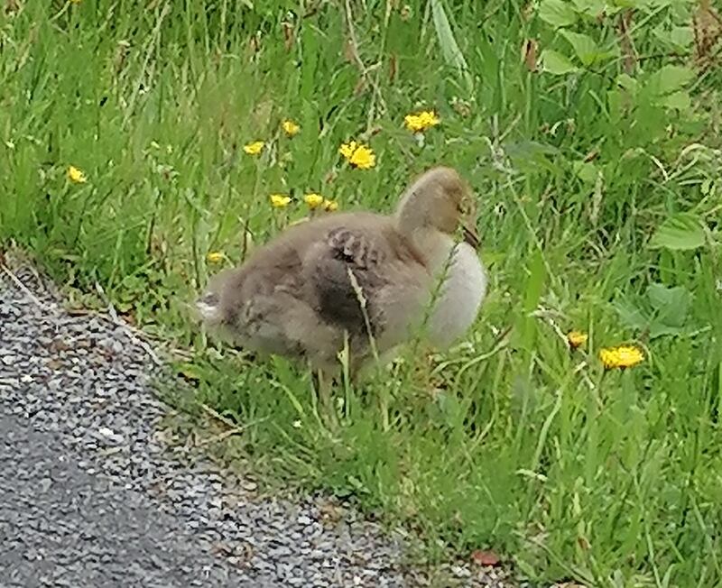 Greylag gosling in Ballynahinch. Photograph: Karin Joyce