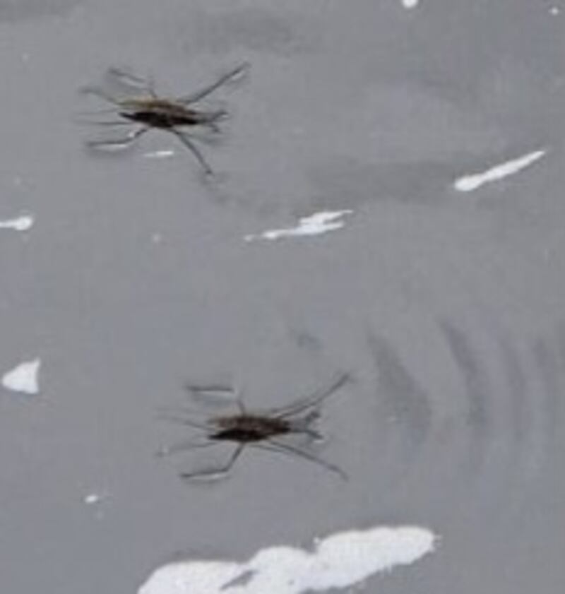 Pond skaters. Photograph supplied by Archie Harding-Lee