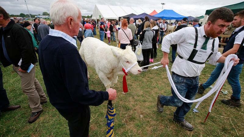 Tullamore Show offers €175,000 in prizes in the FBD National Livestock Show in more than  1,000 competitions. Photograph: Nick Bradshaw