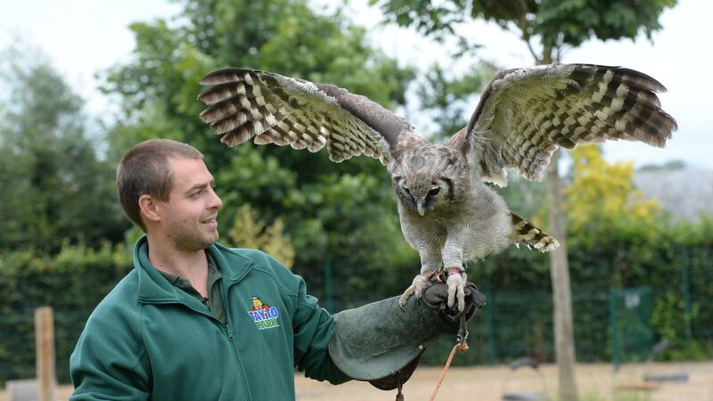 Dominic King with a milky owl. Photograph:	Dara Mac Dónaill