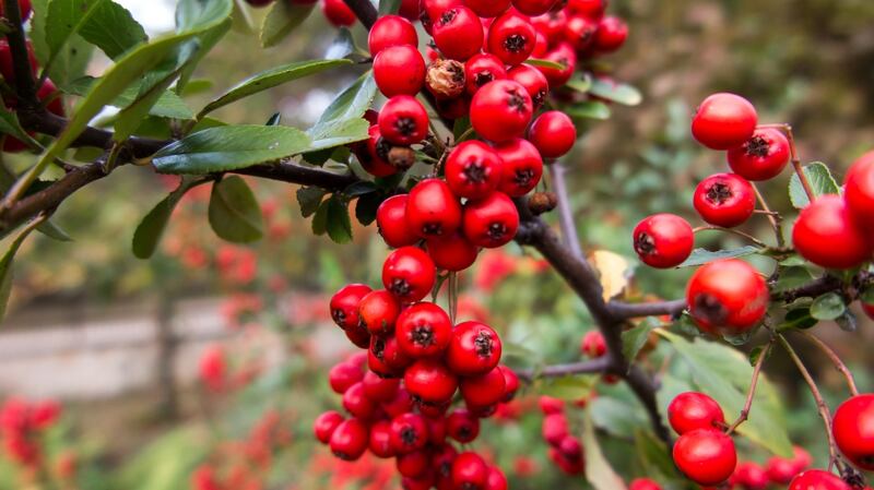 Hawthorn’s blood-red berries are a valuable food for many kinds of visiting garden birds. Photograph: iStock