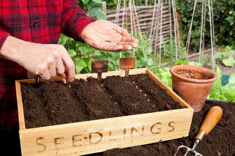 Sewing seeds in a seedling tray outside. Photograph: Getty Images