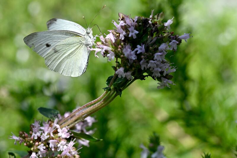 A cabbage white butterfly. Photograph: Damien Meyer/AFP via Getty 