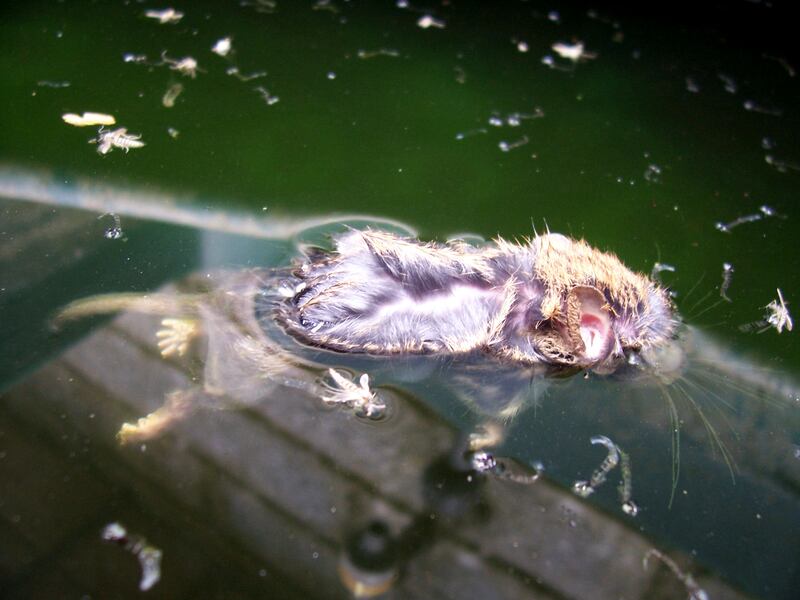 A dead mouse. Photograph: Sara Baume