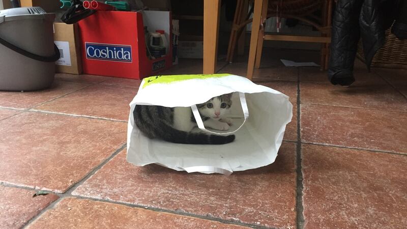 Milo was mostly white, and in every other respect Pete’s opposite