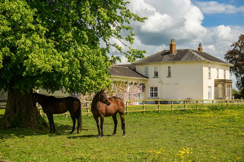 Horses on the stud farm 