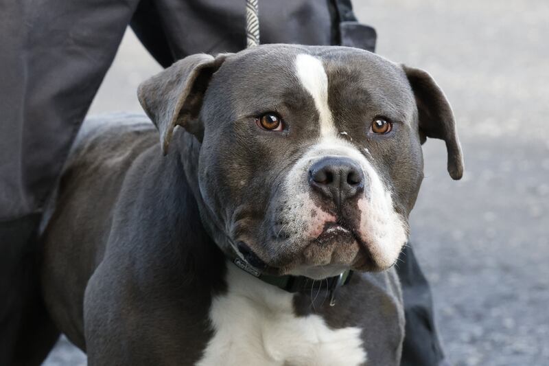 'Potato Head' a three-year-old XL bully at the Dublin county dog shelter. Photograph: Nick Bradshaw 