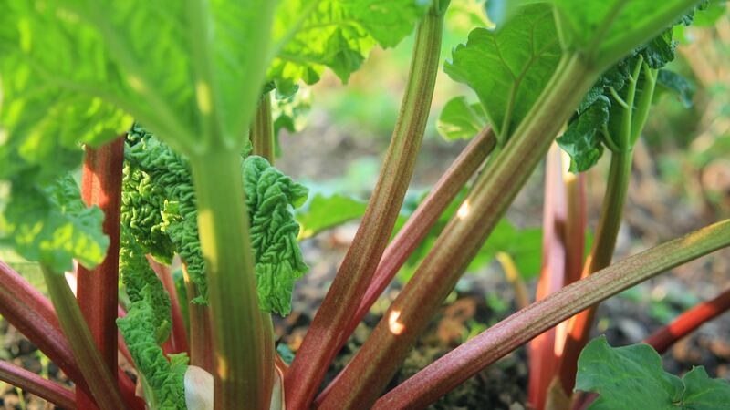 Rhubarb. Photograph: Getty