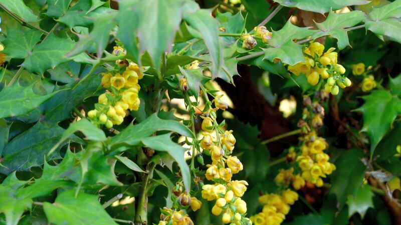 Mahonia provides winter colour. Photograph: iStock