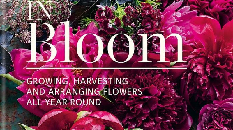 In Bloom by Clare Nolan