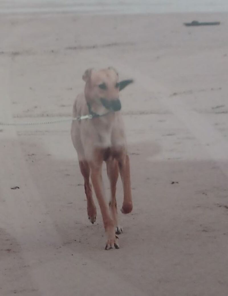 Harry the lurcher who has been immortalised in a statue placed on a beach in west Donegal. Photograph: Conor Sharkey