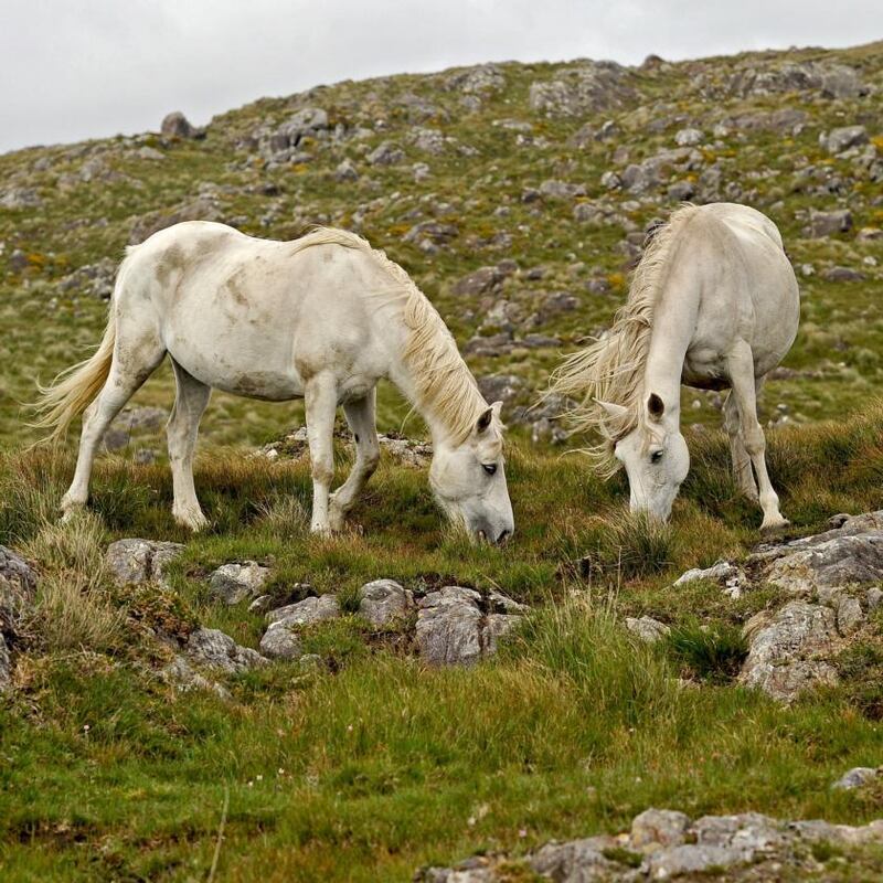Ponies grazing near Roundstone, Co Galway. Photograph: Conor McKeown