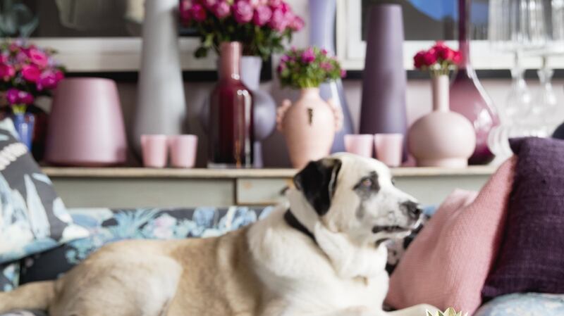 Nikki Tibbles  loves dogs more than anything