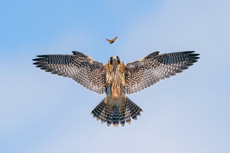 Playful fledgling: Peregrine Falcon, Falco peregrinus by Jack Zhi won silver in the bird behaviour category